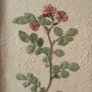 Pressed Botanical Wall Decor - Japanese Rose