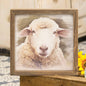 Feed my Sheep Framed Print 12"