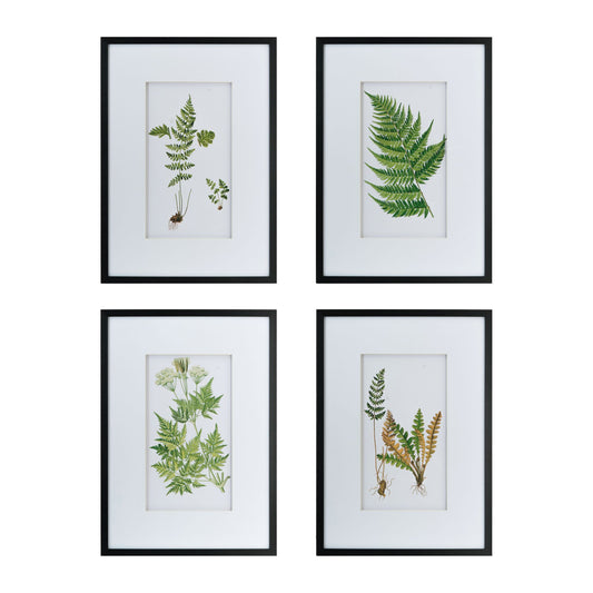 Botanical Fern Wall Art Set of 4, 20" x 28"