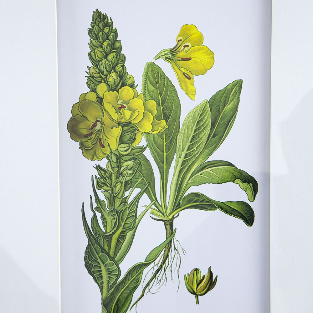 Botanical Flower Wall Art Set of 4, 20" x 28"