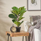 25.6 Inch Artificial Fiddle Leaf Fig Tree