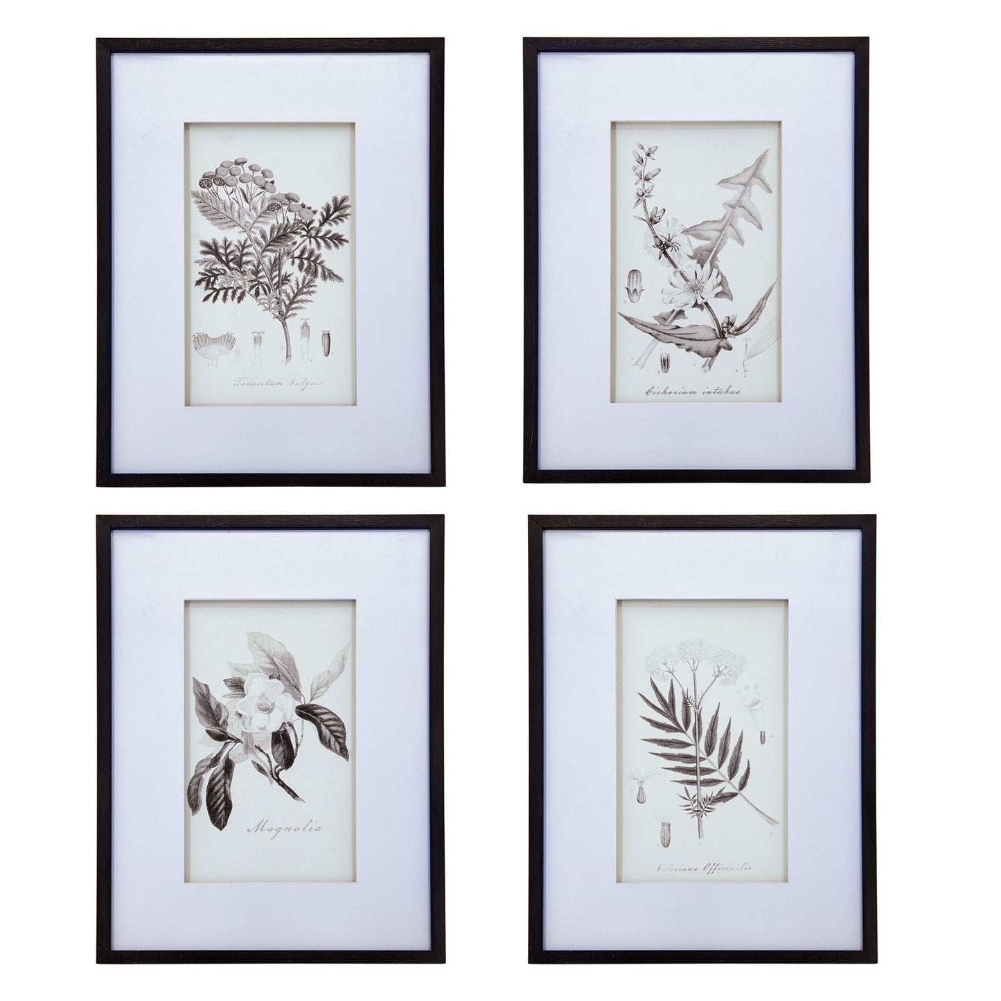 Botanical Wall Art Prints, Set of 4, 20" x 28"