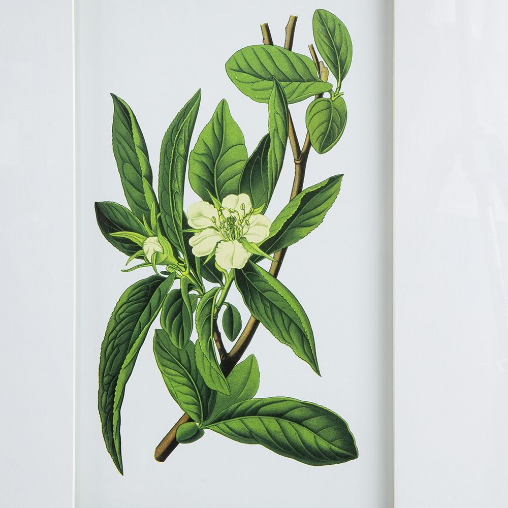 Botanical Flower Wall Art Set of 4, 20" x 28"